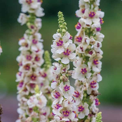 Picture of Verbascum - Chaixii Album Snowy Spires